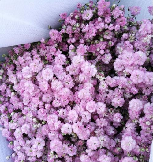 紫色满天星的花语与寓意（探索紫色满天星花的神秘世界）