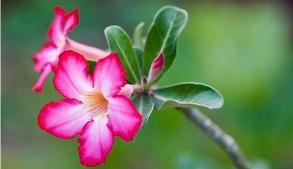 坚韧不拔的花语（力量之花——红玫瑰）