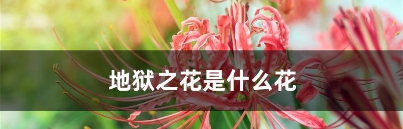 花语揭露欺骗的爱（以什么花的花语暗示欺骗）