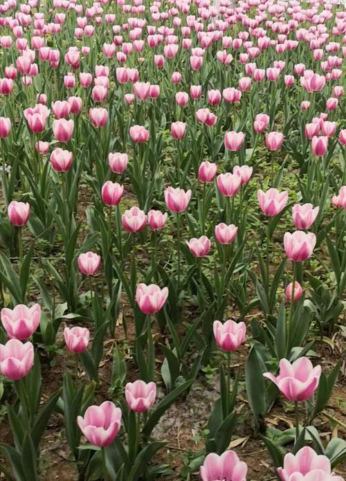 郁金香花语的寓意与传承（探寻郁金香的深意）