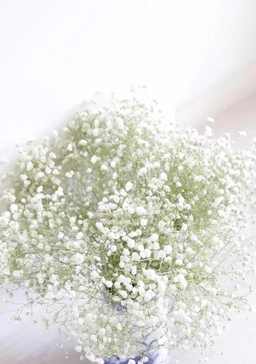 满天星花语与寓意（五彩缤纷的满天星）