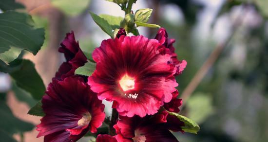 蜀葵花语之美——探寻花朵的秘密（揭开蜀葵花语的神秘面纱）