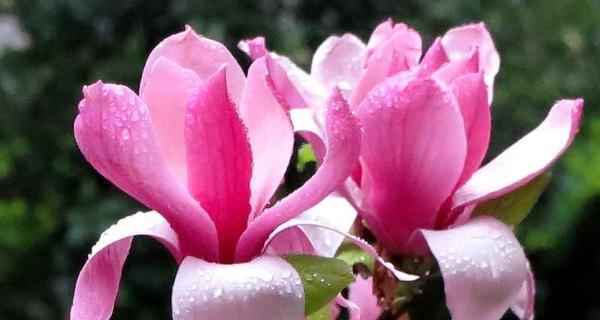 揭开真相的花语（以何种花的花语代表真相）