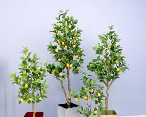 柠檬的象征意义（探索柠檬作为象征的丰富内涵与启示）