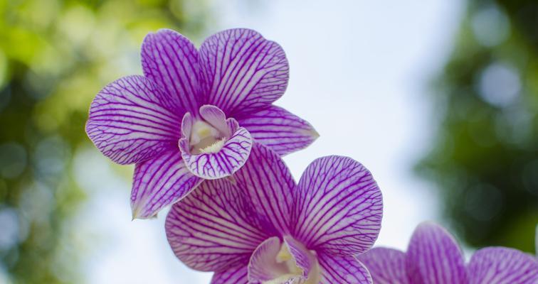 以菊花的花语为主题的文章（菊花的花语传递出安全与稳定的信息）