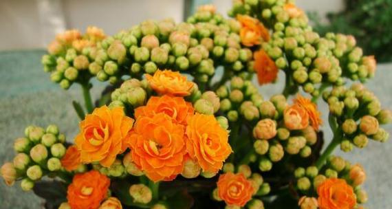 长寿花的花语与意义（探寻长寿花的美丽寓意）