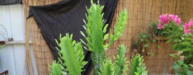 霸王鞭的风水寓意与摆放位置（揭秘霸王鞭的风水奥秘）