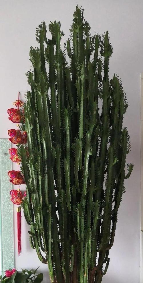 霸王鞭的风水寓意与摆放位置（揭秘霸王鞭的风水奥秘）