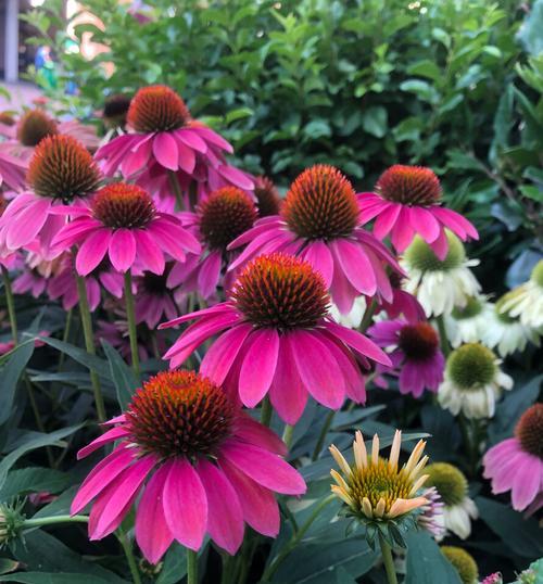 松果菊花语——花开如愿（花语祝福无边）