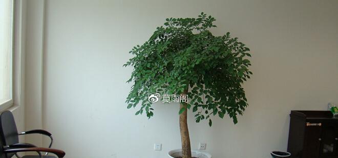 幸福花草的世界（探寻幸福植物的奥秘）