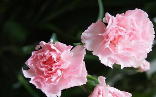 康乃馨花语的象征与寓意（探寻康乃馨花语的神奇世界）