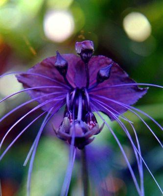 偏执的爱——以蔷薇花的花语为主题的探讨（揭示偏执爱情的迷局）