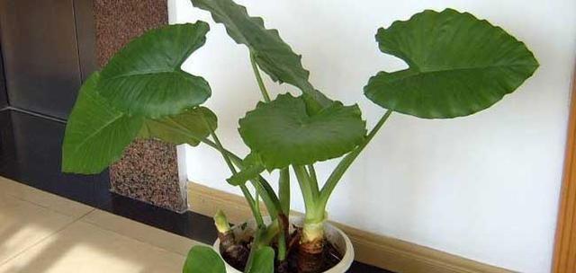 身体健康的绿色伙伴（探索代表健康的植物世界）
