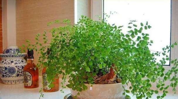 身体健康的绿色伙伴（探索代表健康的植物世界）
