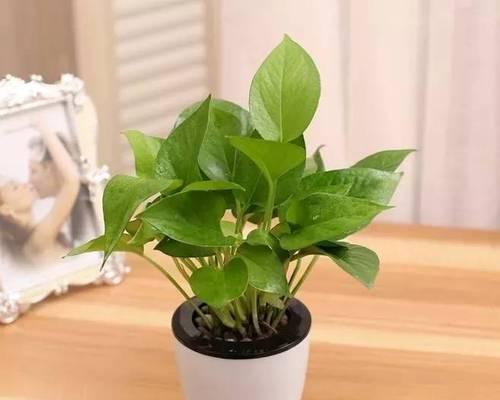 身体健康的绿色伙伴（探索代表健康的植物世界）