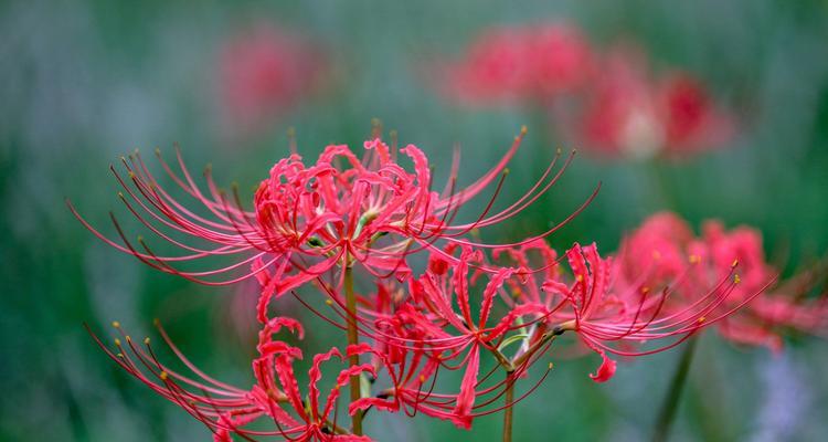 彼岸花的花语含义是什么？彼岸花代表了哪些情感？