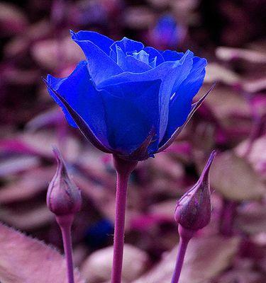 代表纯洁爱情的花是什么？如何用花语表达纯真爱情？