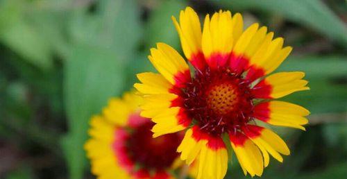 哪种花象征着党的精神？代表党的花有哪些特点？