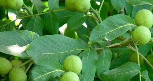 核桃树风水作用是什么？它有哪些寓意？