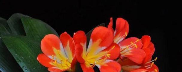 什么花代表倔强？揭秘倔强花语的花卉有哪些？