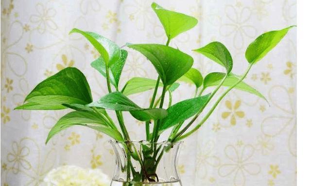 绿萝的花语和寓意象征着什么意思？如何正确解读绿萝的含义？