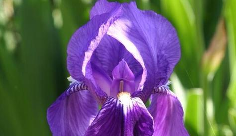 什么花代表失而复得的花语？如何表达失而复得的情感？