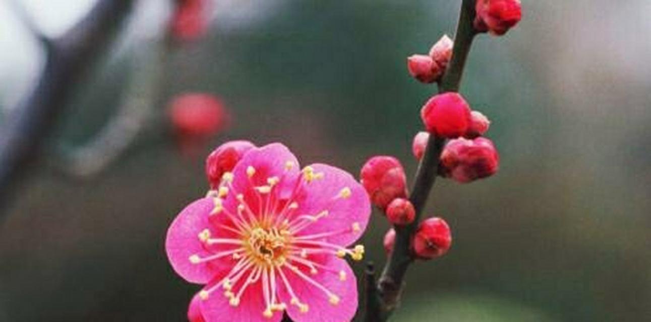 表示高洁的花花语是什么？高洁的花有哪些特点？