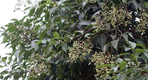 大叶女贞的风水寓意是什么？如何正确摆放以增强风水效果？