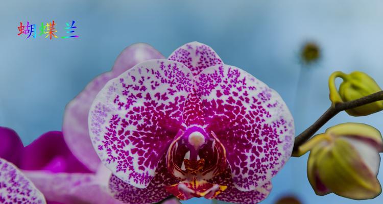 蝴蝶兰的花语和寓意象征着什么意思？如何正确解读蝴蝶兰的含义？