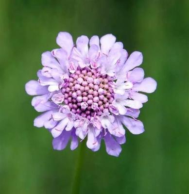 什么花代表陪伴的花语？了解不同花卉的寓意含义？