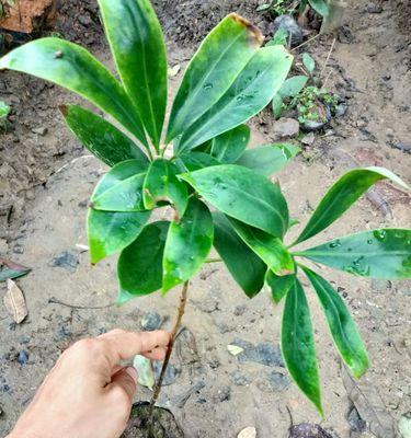 实生苗的种植方法和意义（为环境保护做贡献的实生苗种植技术）