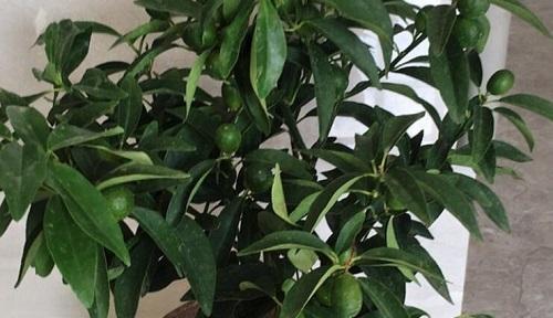 石榴种植时温度管理的常见问题？如何确保石榴健康成长？