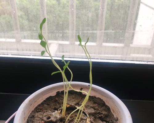 西红柿种子发芽需要多长时间？发芽失败的原因是什么？