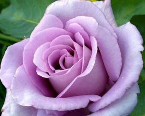 紫色玫瑰花的寓意是什么（揭秘紫色玫瑰花的隐含寓意）