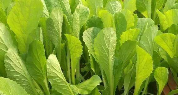 白菜施什么肥最好？如何根据生长阶段选择肥料？