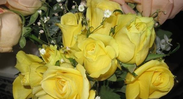 黄色玫瑰的寓意与花语（探秘黄色玫瑰的神秘之意）