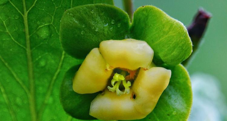 柿子花是什么颜色的？如何辨别柿子花的品种特征？