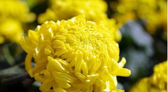 菊花之美（揭示菊花的各种含义及其文化传承）