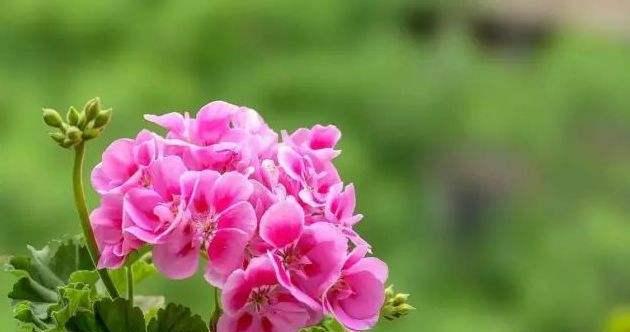 天竺葵的花语及代表意义（解读天竺葵花语）