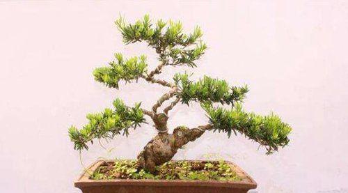 罗汉松喜阴还是喜阳？如何正确养护罗汉松？