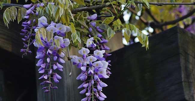 紫藤花之美（紫藤花花语解读及赏析）