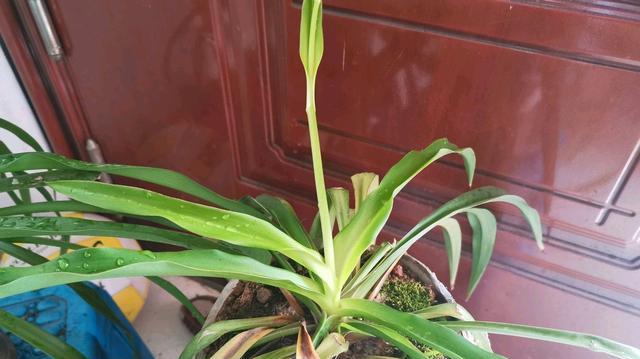 吊兰冬天会冻死吗？如何在寒冷季节保护吊兰？