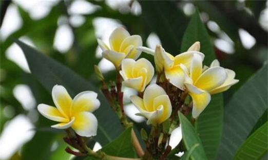 落羽杉的寓意和花语（探寻落羽杉的内涵与象征）