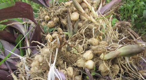 无花果根有哪些神奇功效？如何正确食用无花果根？