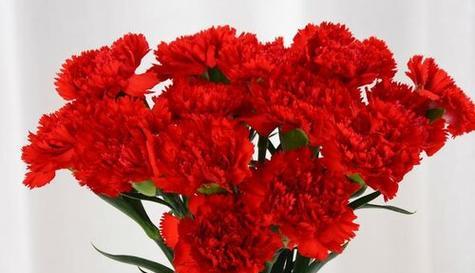 红色康乃馨的花语与寓意（红色康乃馨花语与寓意的深入解读）