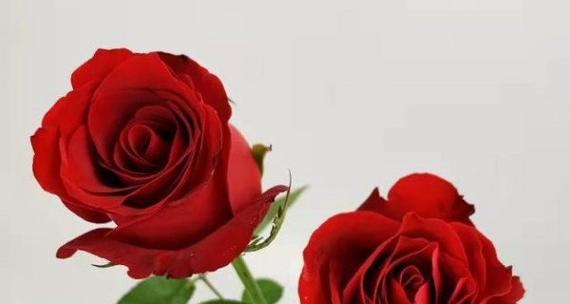 解读玫瑰数量的含义（玫瑰花的语言和意义）