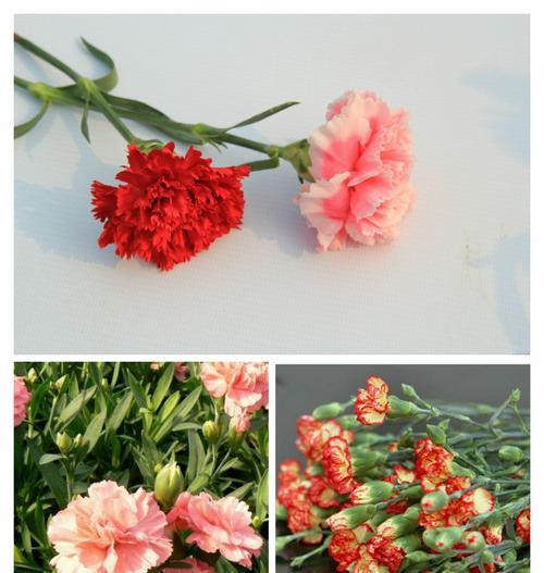 康乃馨的花语意味着什么（揭秘康乃馨所代表的心情和情感）