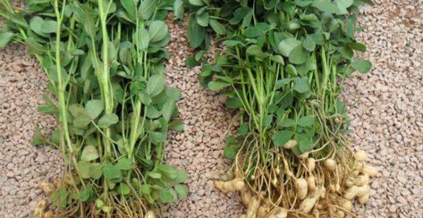 花生种植和收获的最佳时间是什么时候？常见问题有哪些？