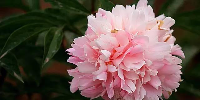 芍药花语——传递爱与美的象征（揭示芍药的花语和文化内涵）