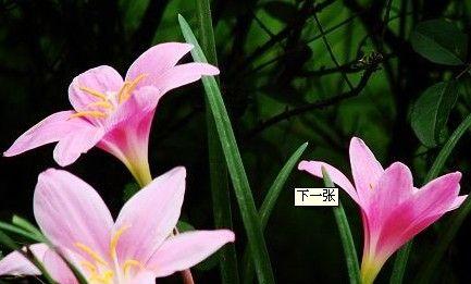 兰花花语（兰花的神秘密码和情感寄托）